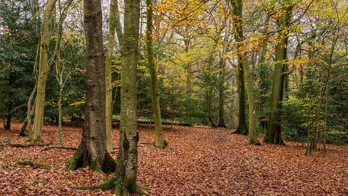 Woodcock Wood at Hughenden